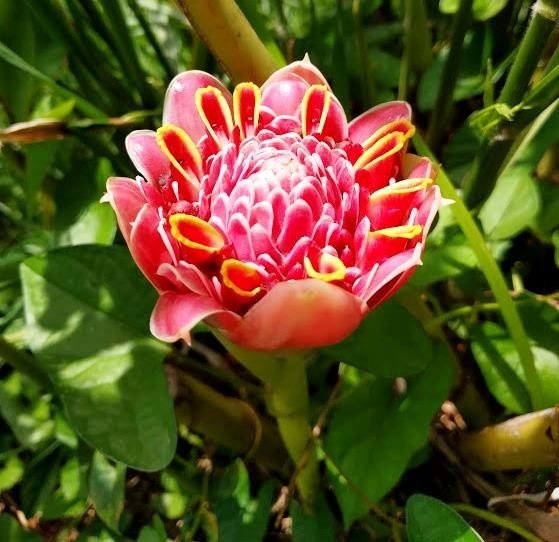 PINK TULIP TORCH GINGER ETLINGERA LIVE RHIZOME TROPICAL