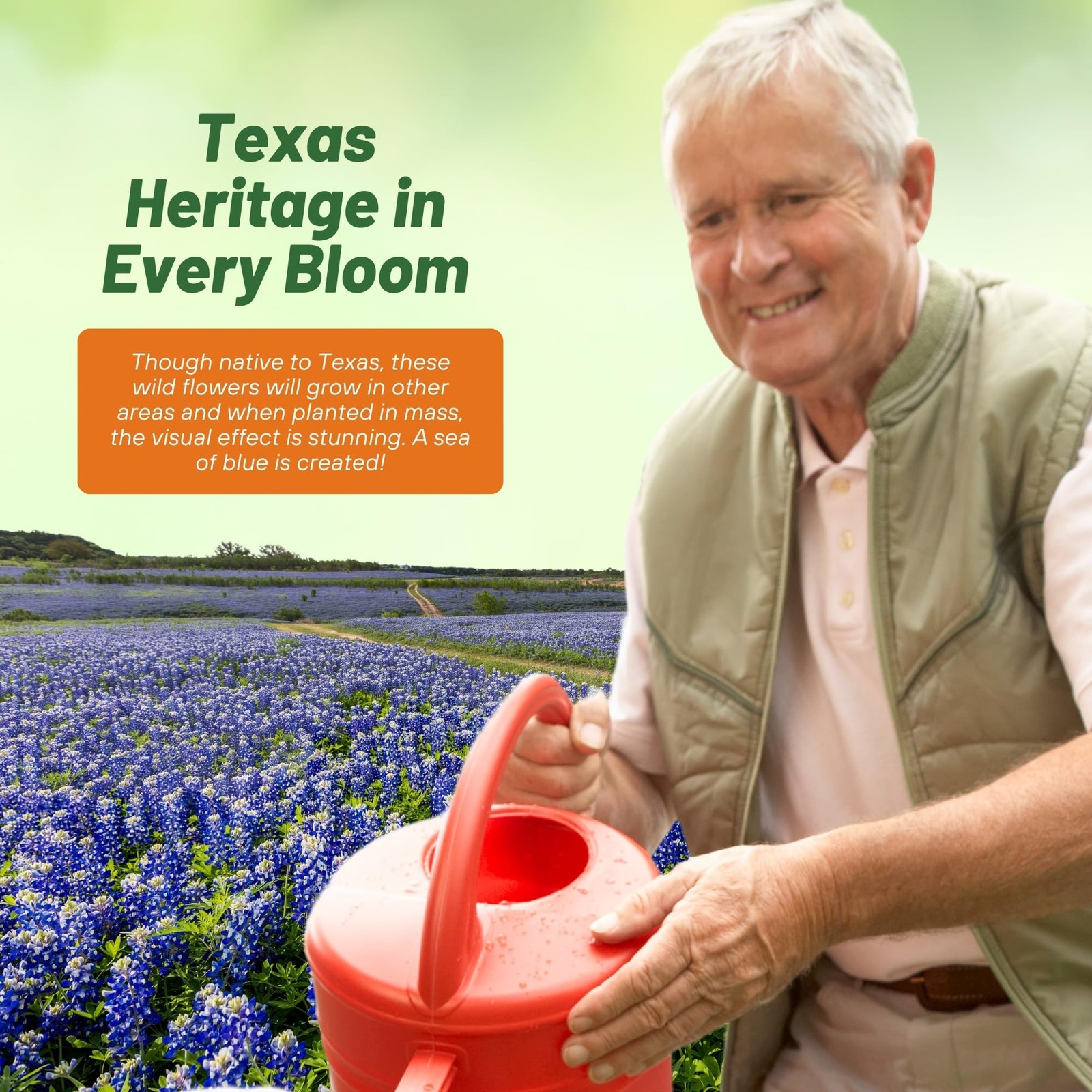 Outsidepride Texas Bluebonnet Seeds – 500 Pcs Annual Lupinus 0.04 lb., Blue