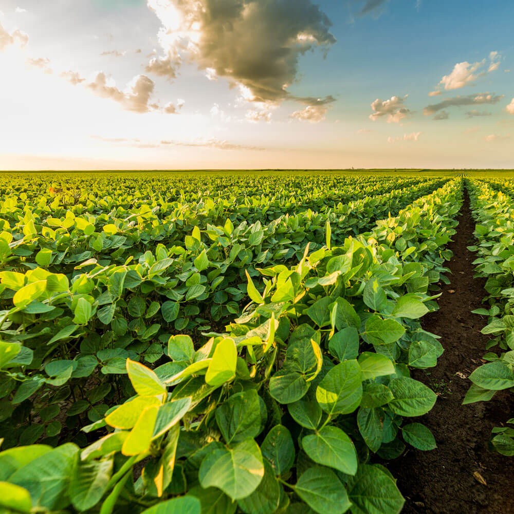 5 LBS KS 5120N Soybean Seeds For Forage