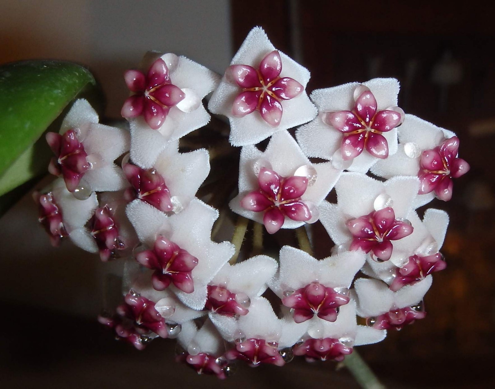 Hoya Obovata starter plant, well rooted, sent with the container, Wax plant