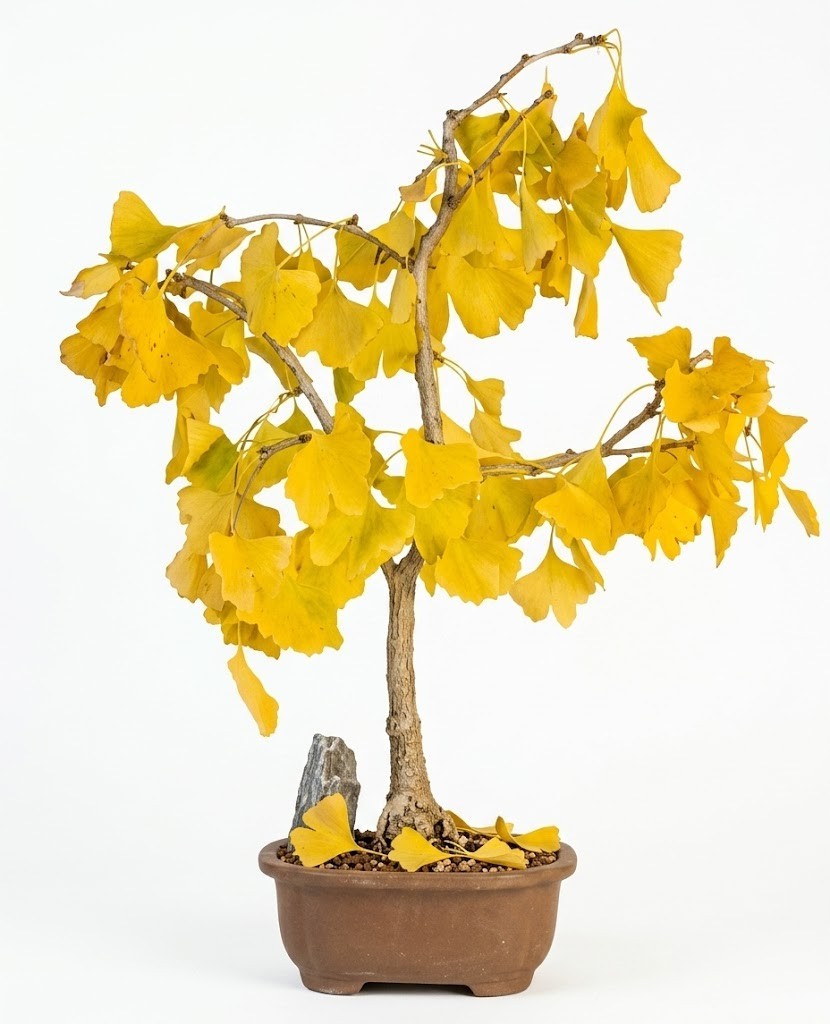 Live Ginkgo Biloba Bonsai Tree Maidenhair Living Fossil Outdoor Plant Pot 18″H