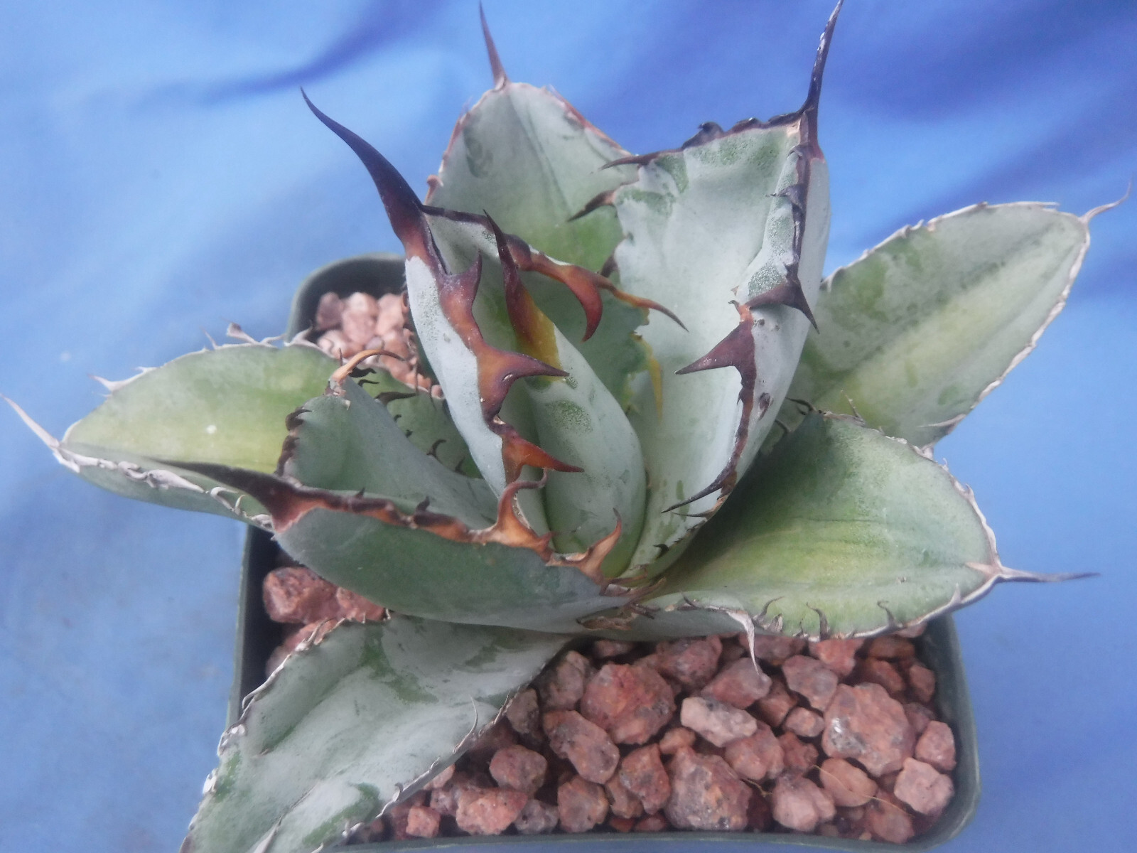 Agave titanota “Black and Blue” Nice Long BLACK Spines STARTER PLANTS 3″-4″ Wide