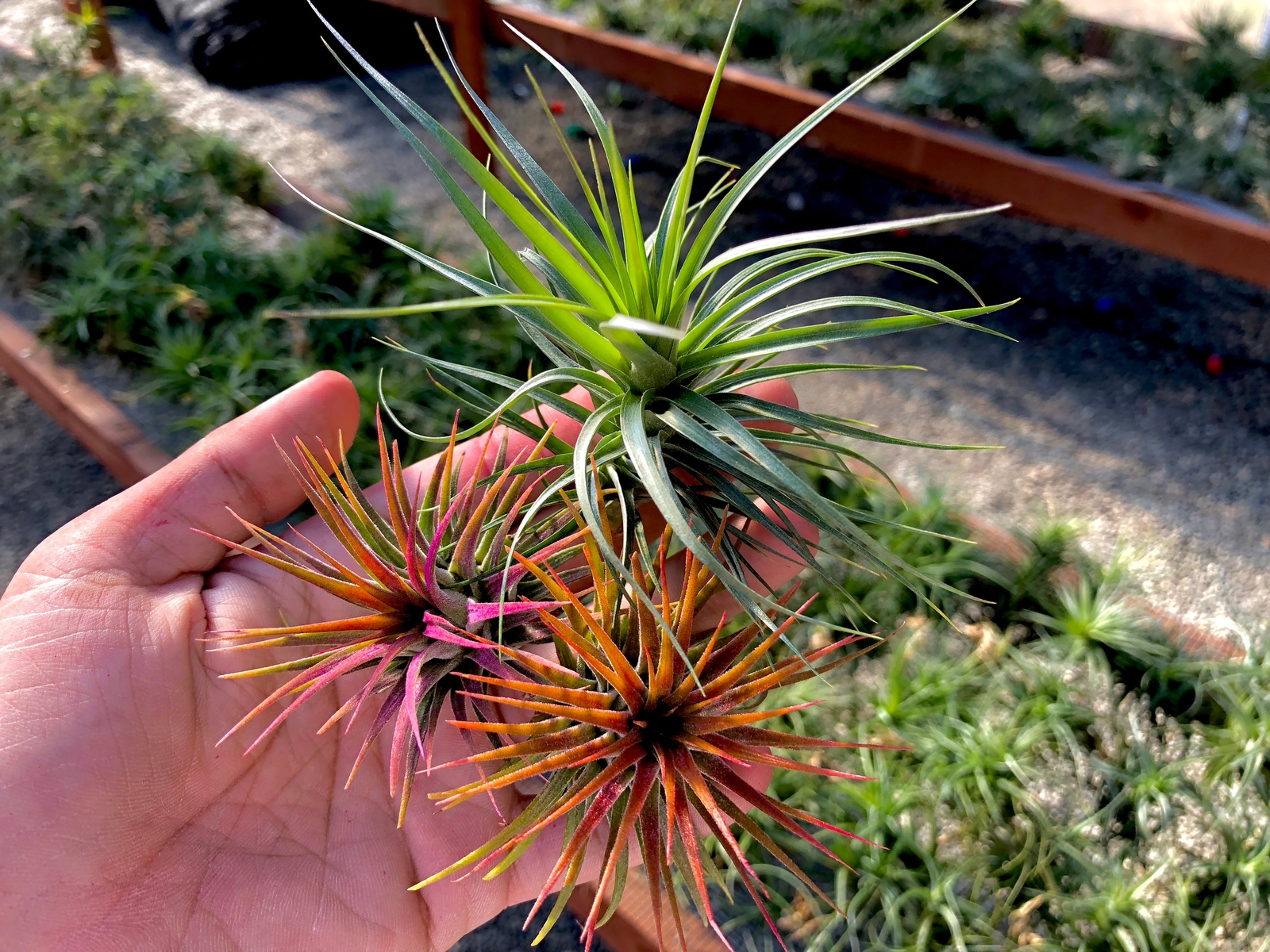3 Air Plants & Fertilizer *Includes 1 Colorful Plant!*