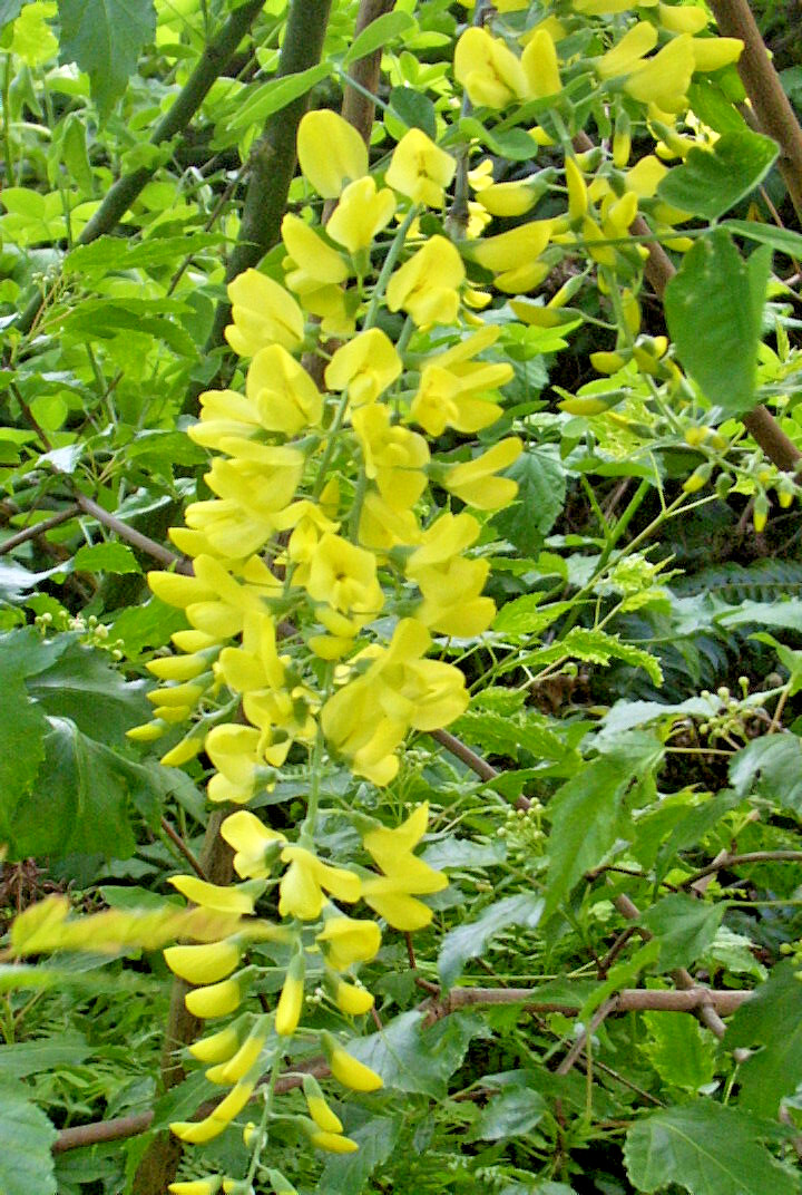 GOLDEN CHAIN TREE 50 SEEDS, HARDY, FAST GROWING TREE. LABURNUM ANAGYROIDES