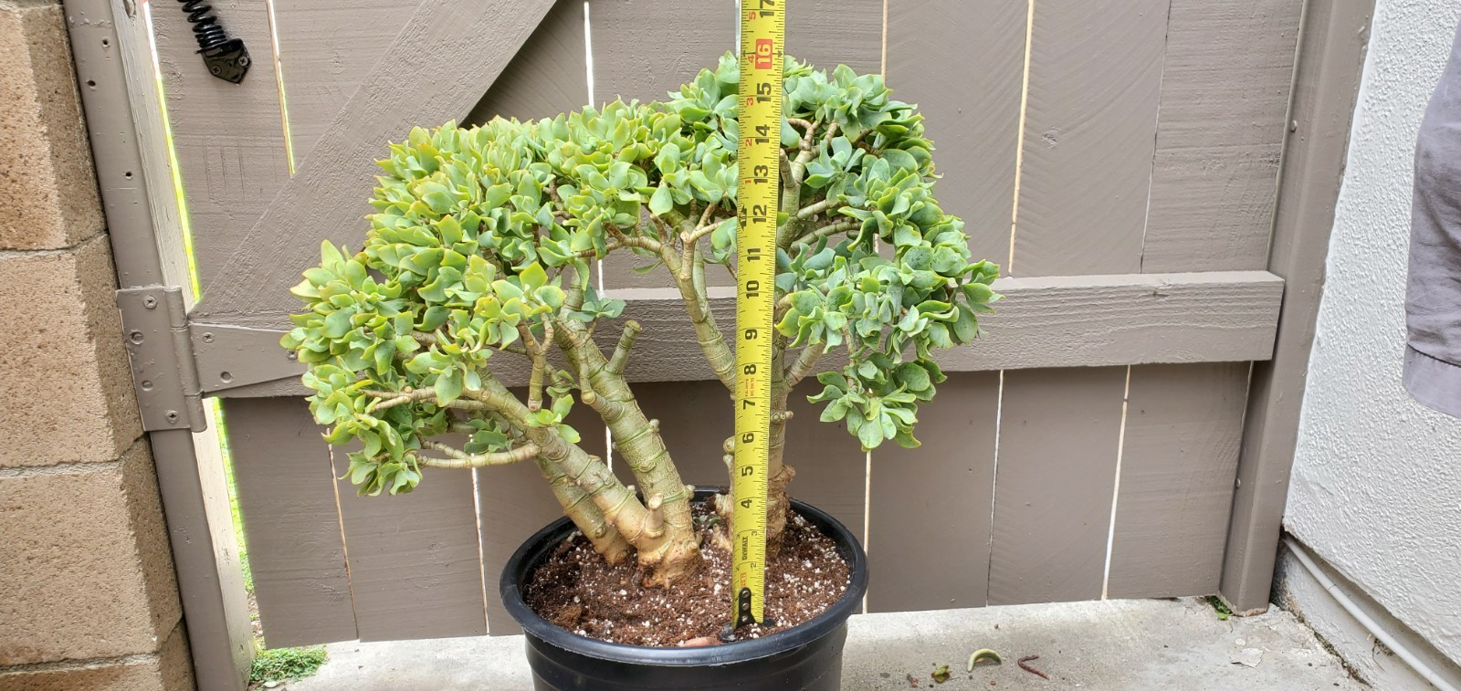 Crassula Arborescens Ripple Jade Succulent Great for Bonsai -A