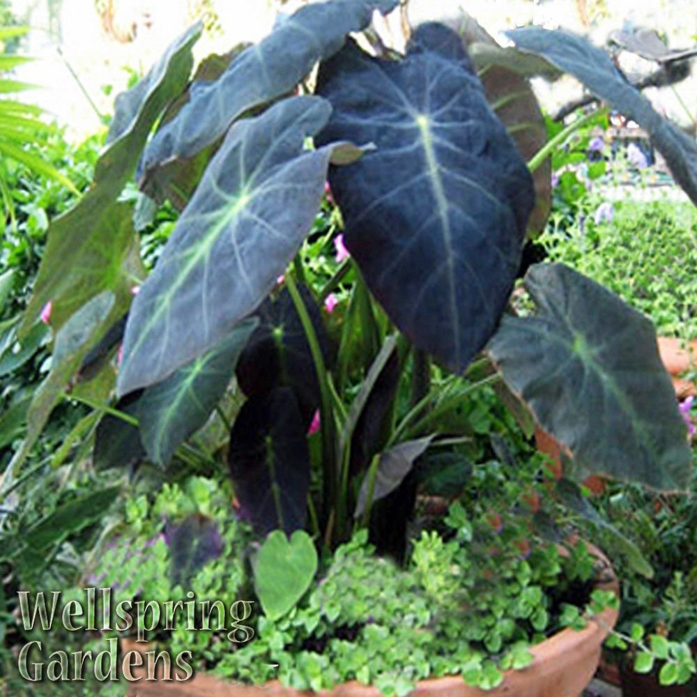 Black Beauty Elephant Ear – Colocasia antiquorum – Live Plant