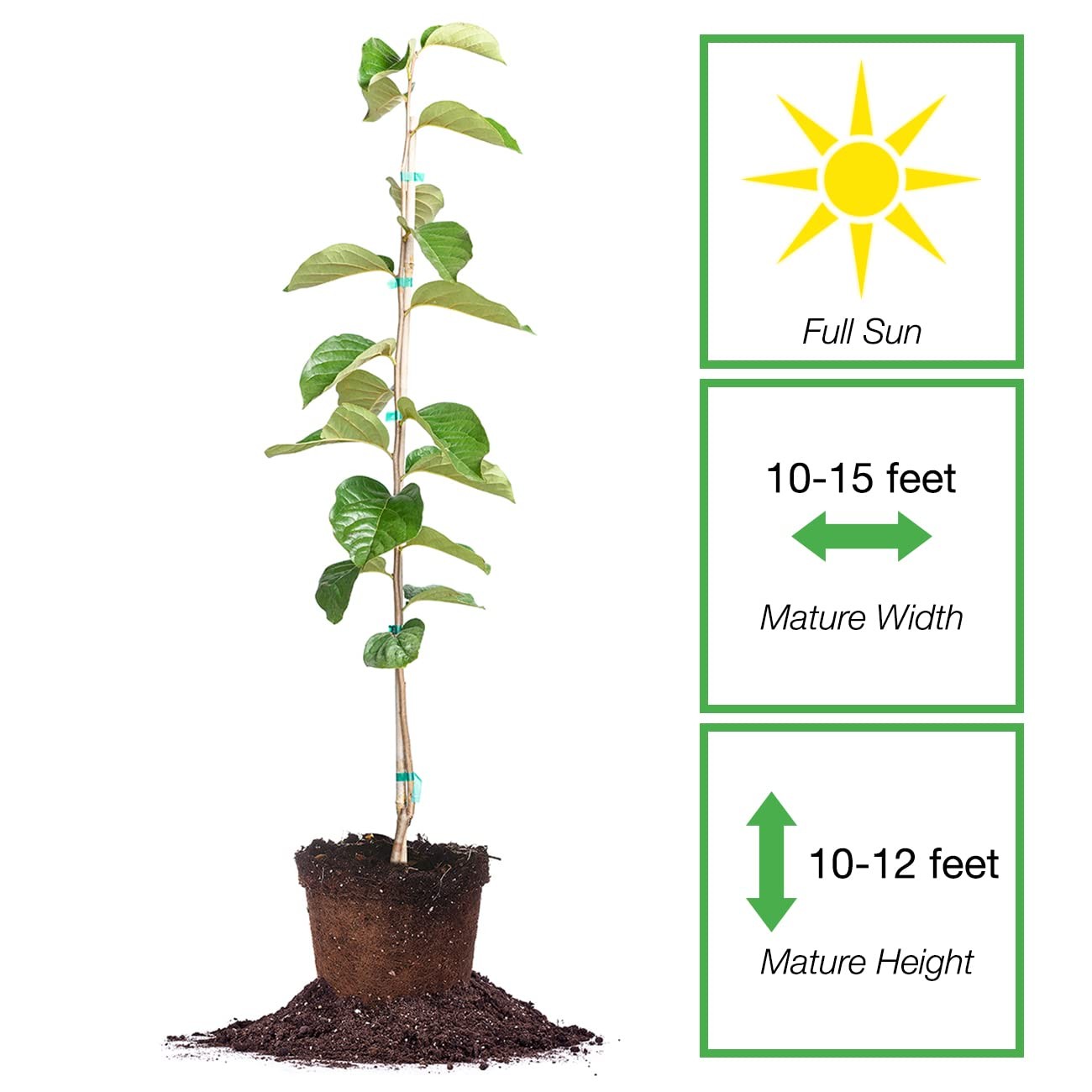 Perfect Plants Hana Fuyu Persimmon Tree 4-5 Feet Diospyros Kaki Live Fruit