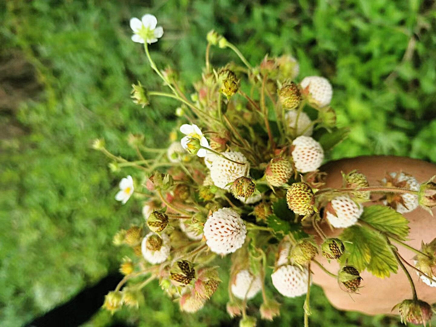 100 WHITE SOUL STRAWBERRY Fragaria Vesca Fruit Flower Berry Seeds *Comb S/H