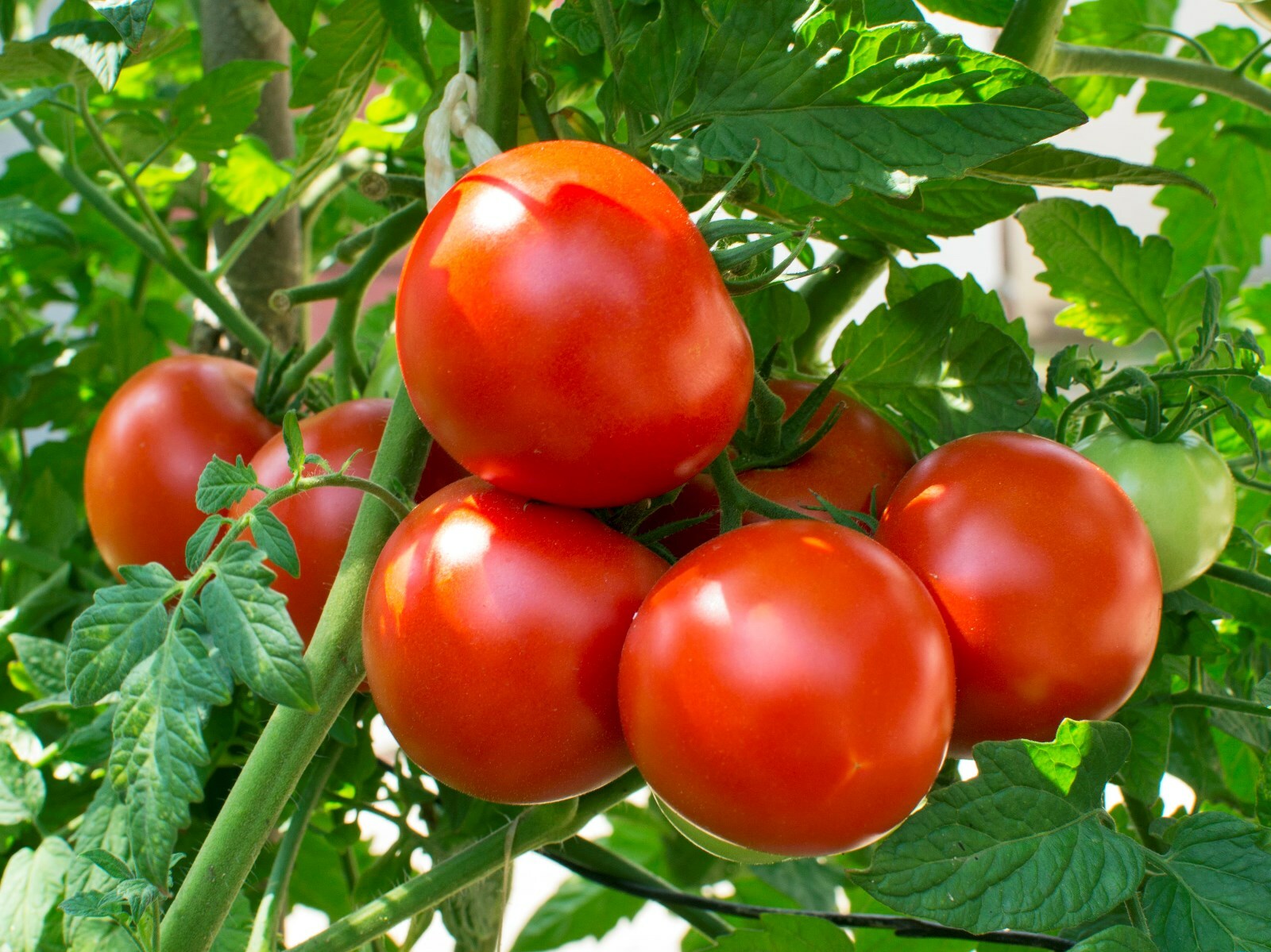 Homestead – Very Heat Tolerant!! +25 Tomato Seeds – Buy any 3 items, 10% off!!