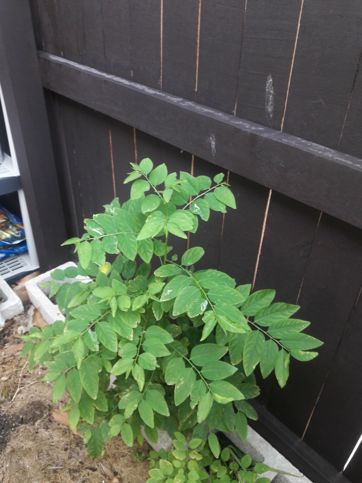 8 katuk cuttings, sweet leaf, leaves have nutty flavor, (5 inches)