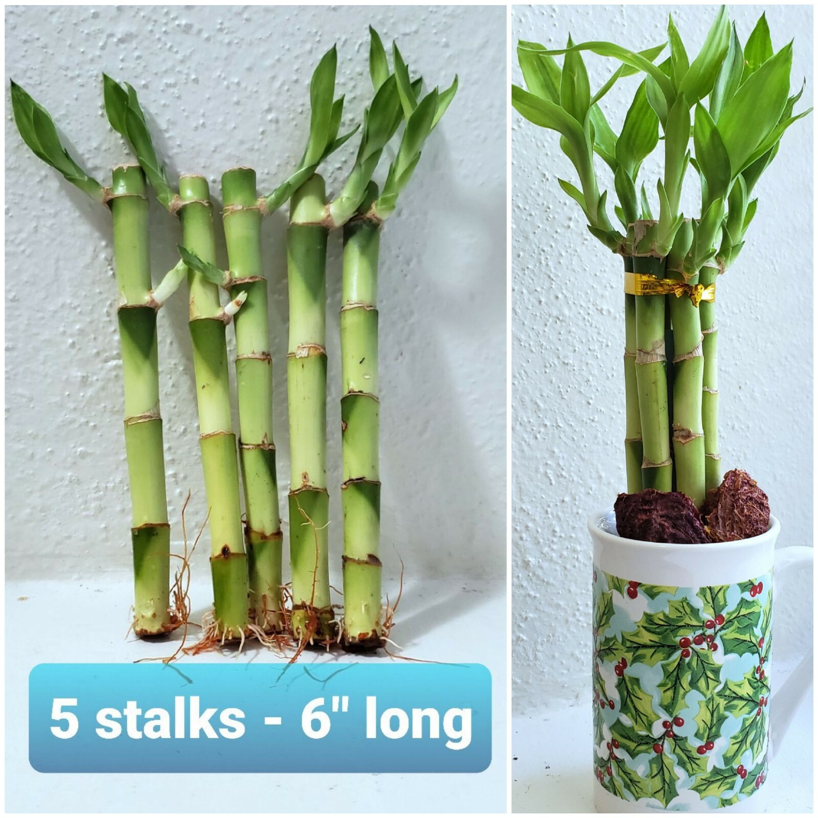 6″ Lucky Bamboo Plants 5 Stalks, FREE Butterfly Stake, GIFT, Feng Shui, Indoor