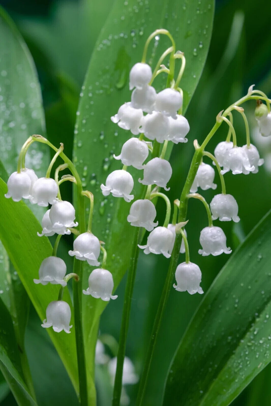 Lily of the Valley – Convallaria Majalis Perennial Bare Root 50 – Live Plants