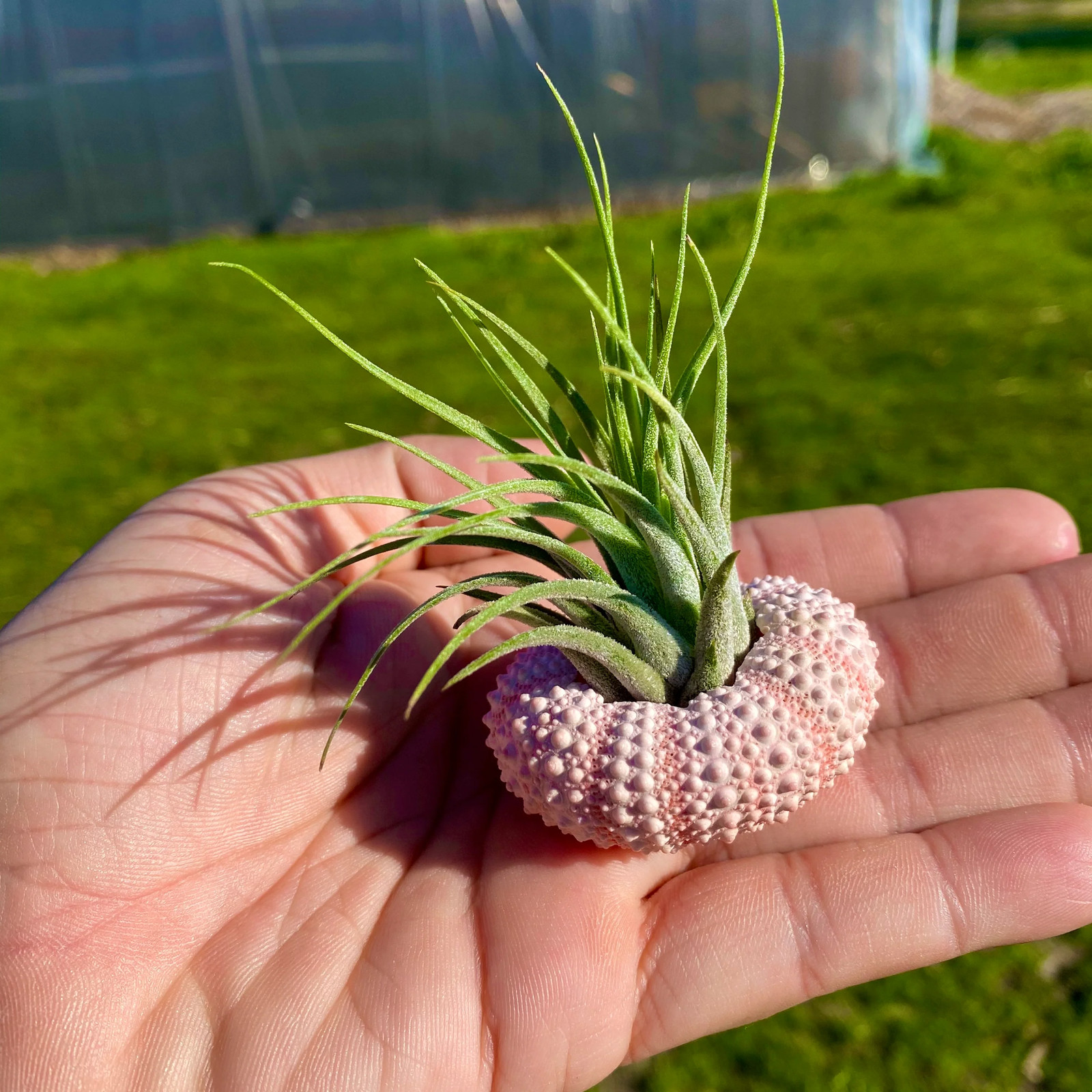 3 Pack Pink/White Urchin Shells + Air Plants