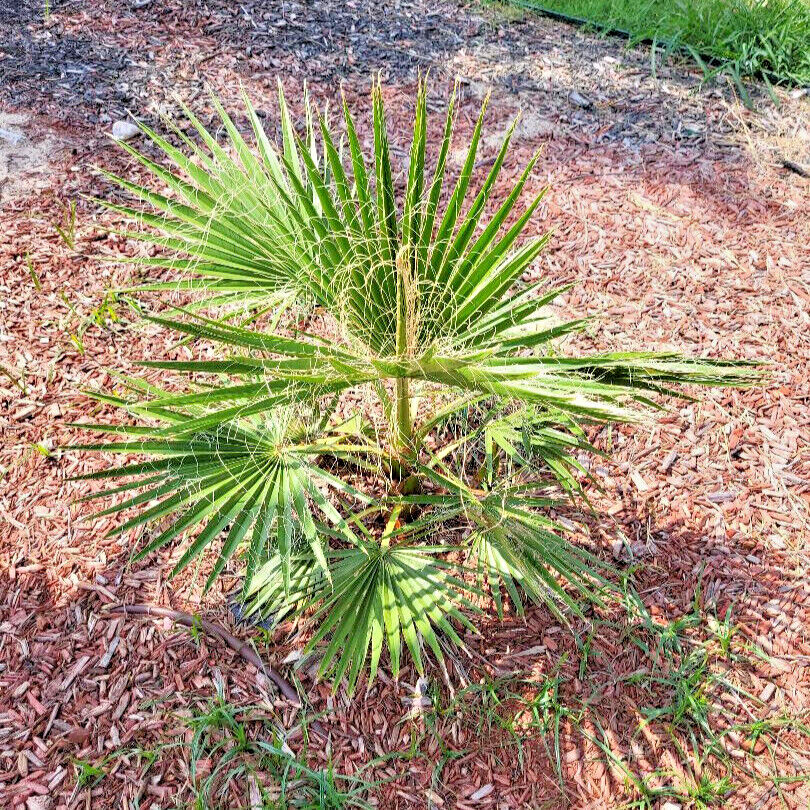 15 Hardy Fast Growing Mexican Fan Palm Tree Seeds ( Washingtonia robusta) .