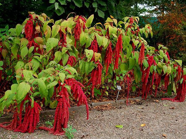 LOVE LIES BLEEDING SEEDS * FULL SUN * CRIMSON TASSELS * 50 Count Pkt.