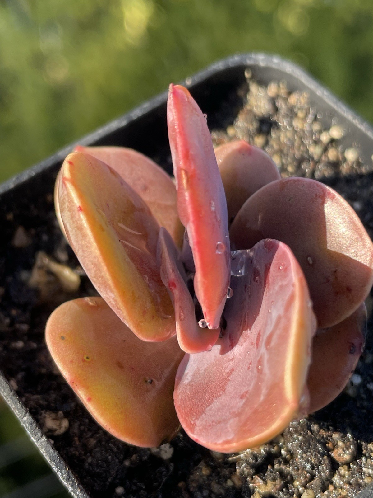 Rare Burgundy Red Paddle Succulent Rooted Live Plant Healthy Easy Care 2.5-Inch