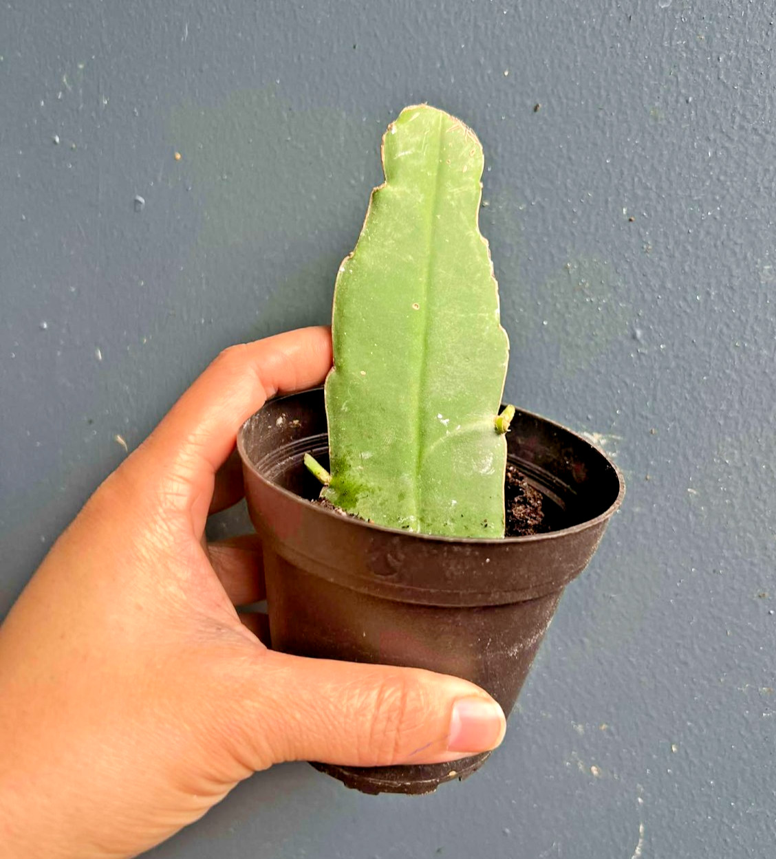 Queen of Night Cactus Epiphyllum Oxypetalum 3″ Pot Rooted Live Blooming Plant