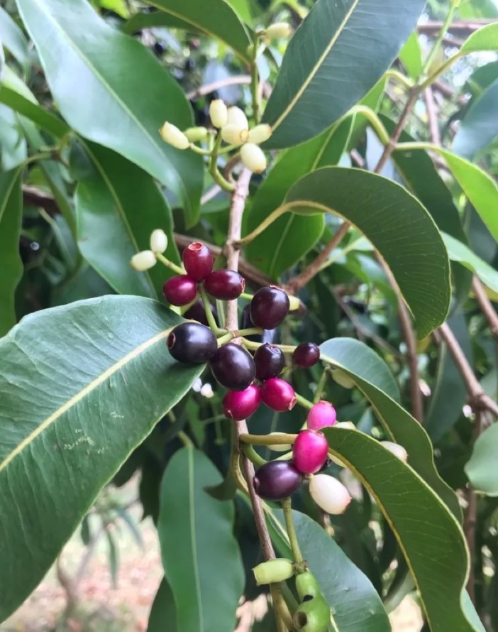 Java Plum Live Plant – 2.5ft Tall – 1 Gallon Pot – Syzygium Cumini Tropical