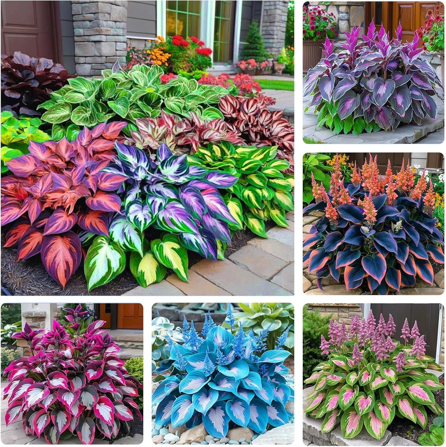 330+ Mixed Color Hosta Seeds for Planting – Shade-Tolerant Perennials, Dual Use