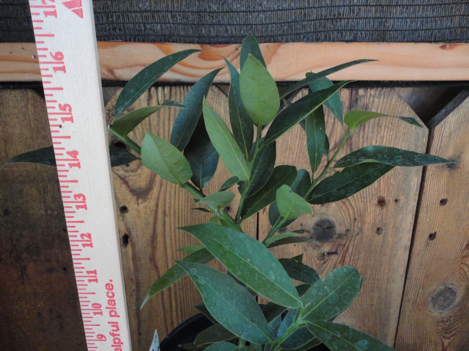 Oregon Myrtlewood Tree Pre-Bonsai Live Evergreen 3 Year Old Grower’s Choice