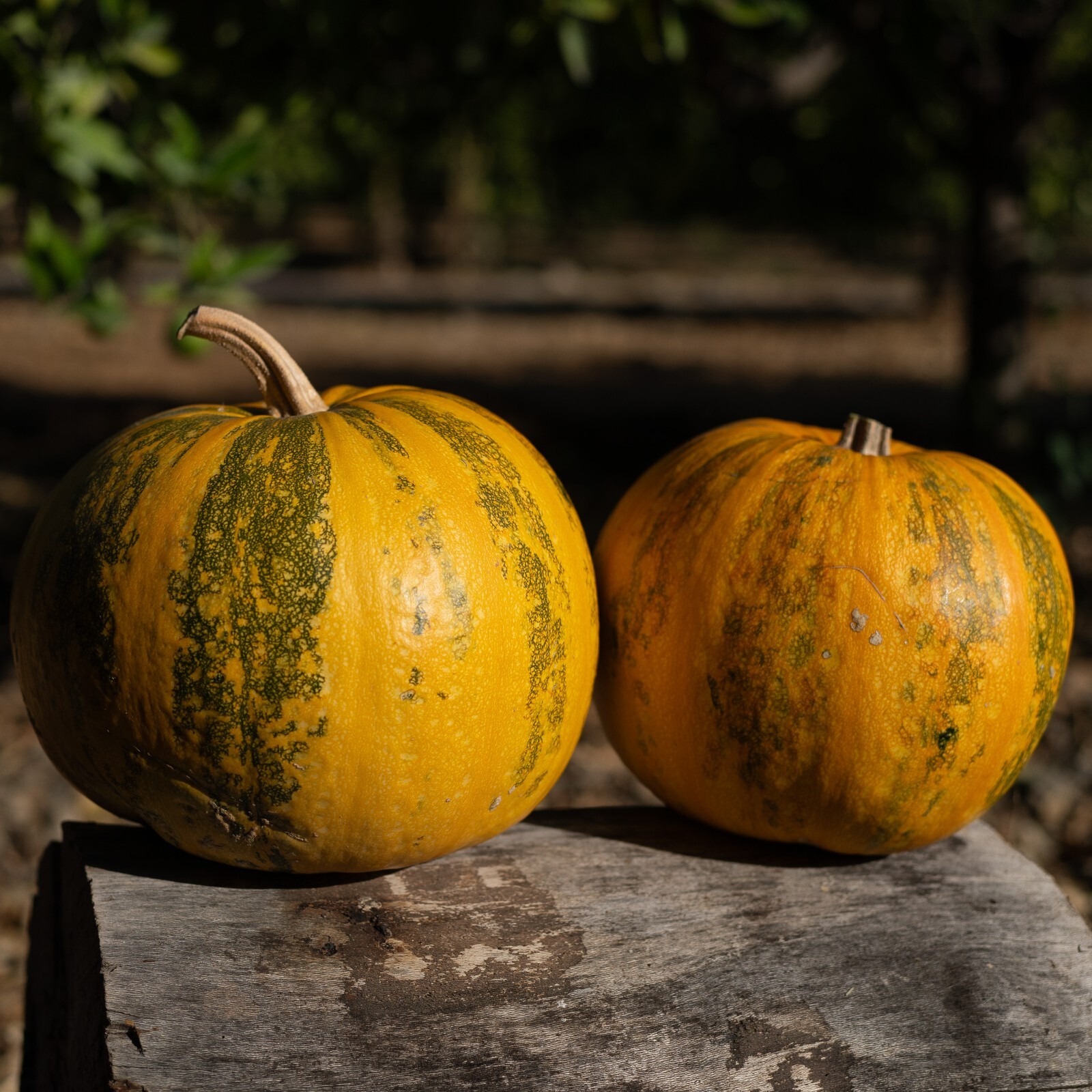 Styrian Hulless Pumpkin Seeds: Certified Organic, Non-GMO Seed Packet or Bulk