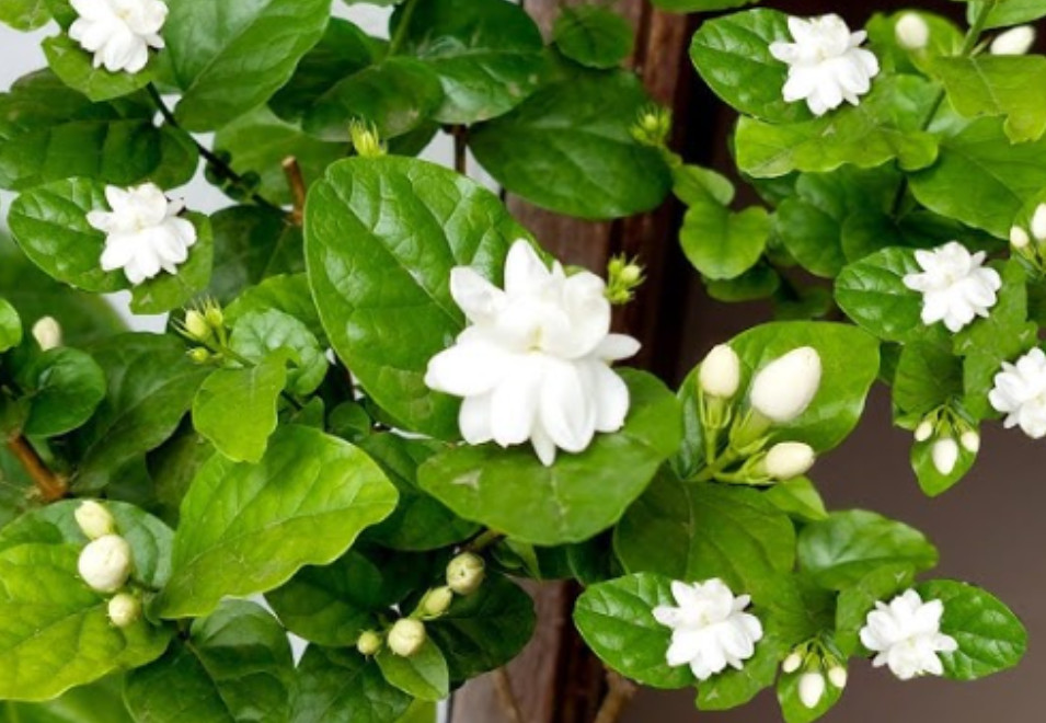 Arabian Jasmine Plant – 6-10″ Tall – 3.5″ Pot – Fragrant White Flowering Plant