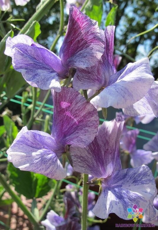 50+ Earl Grey Sweet Pea Seeds for Garden Planting – USA – FREE SHIPPING!