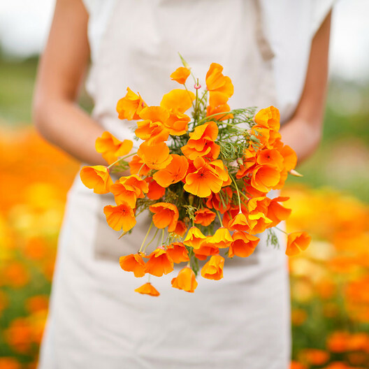 California Poppy ORANGE Wild Majestic Elegant Annual/Perennial Non-GMO1000 Seeds