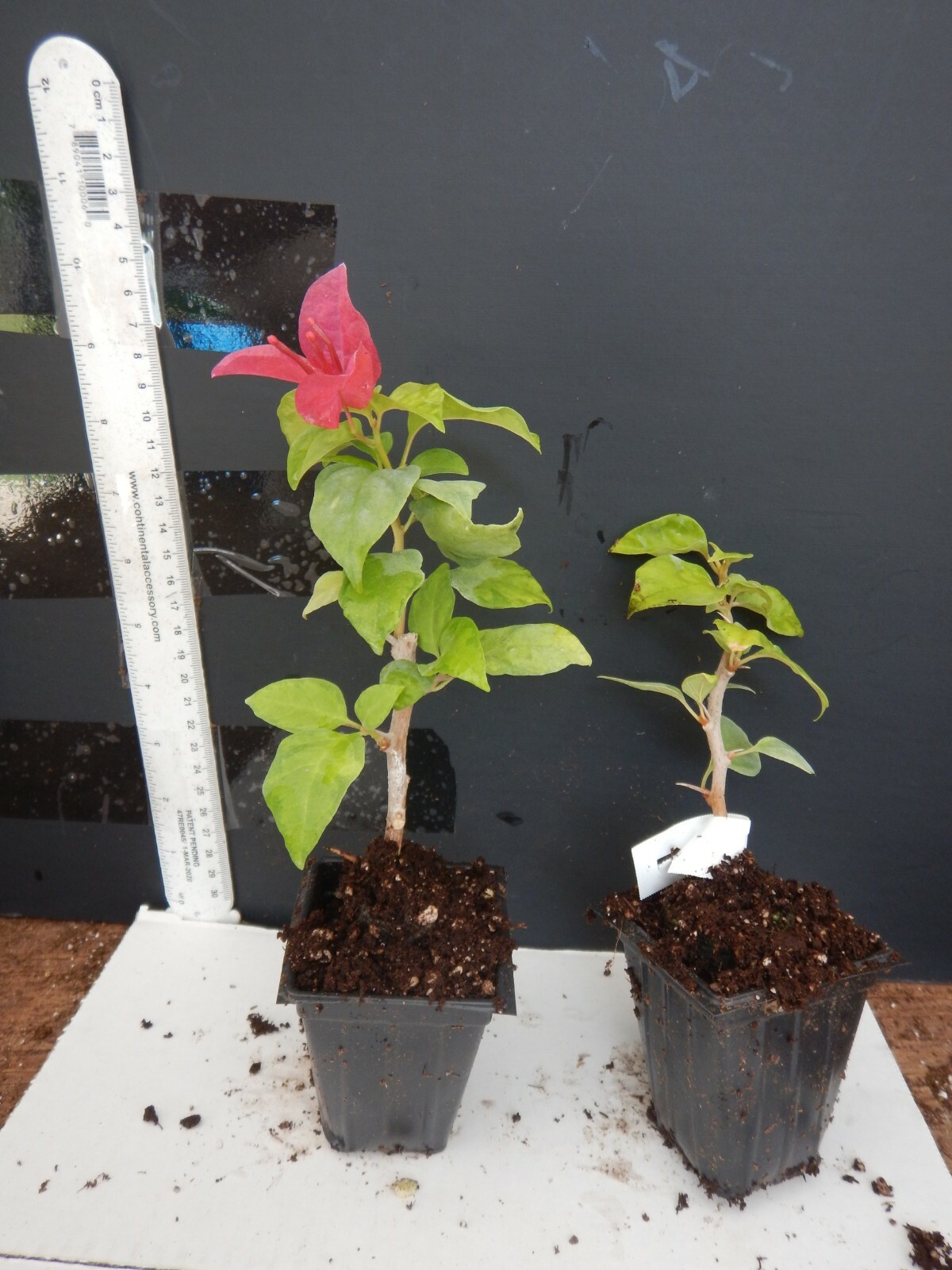 Well Rooted **SUNSTONE RED** Live Bougainvillea starter/plug plant*