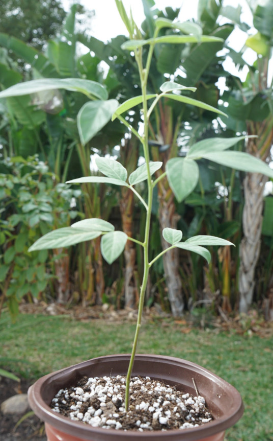 15 Dwarf Gandules Seeds, Lazaro, from Puerto Rico, Pigeon Peas, All Year harvest