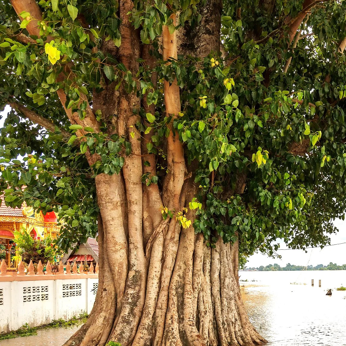 Sacred Fig Tree (Buddha Tree) Seeds – For 2026 Planting Bo-dhi Religious