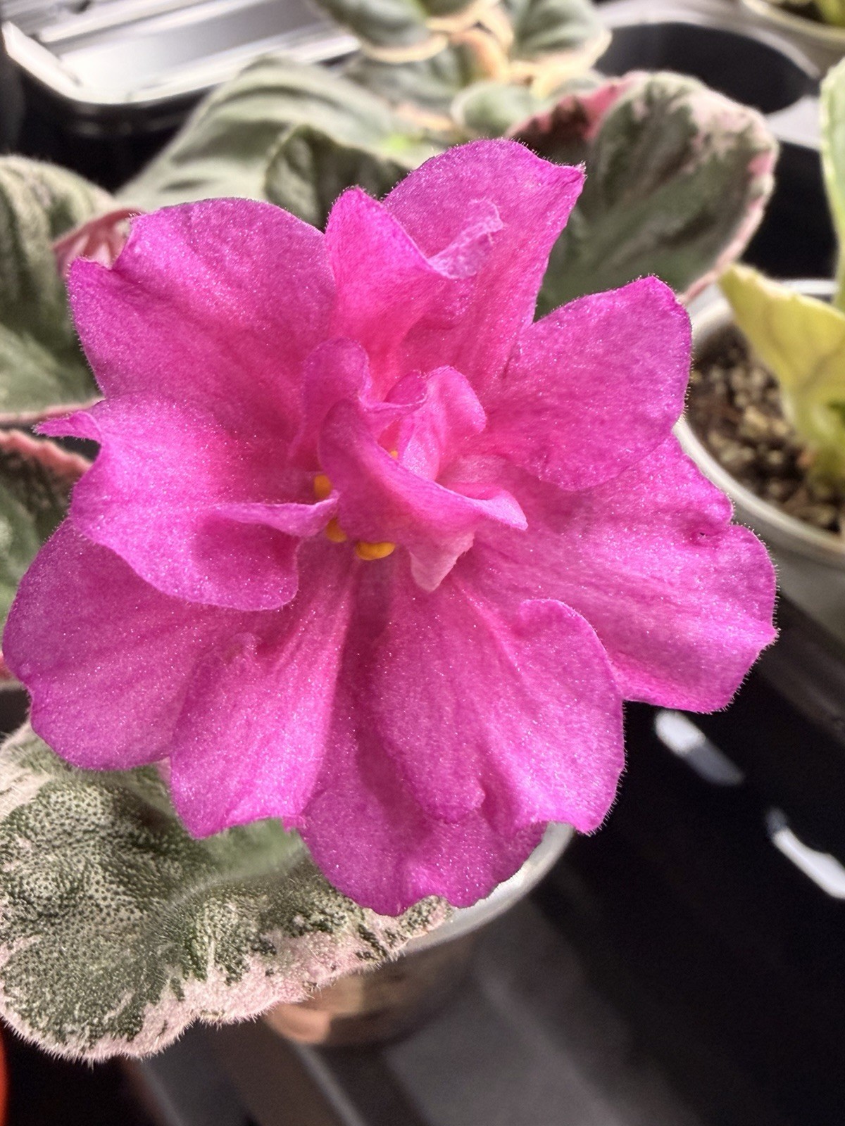 African Violet Plant Ma’s Jamaica Farewell Starter Plant Standard