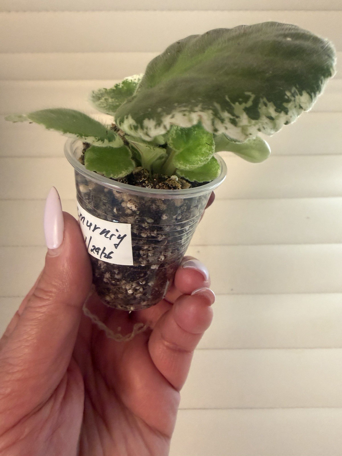 African Violet – KO-PASMURNIY DEKABR (A gloomy December ) Leaf Pot