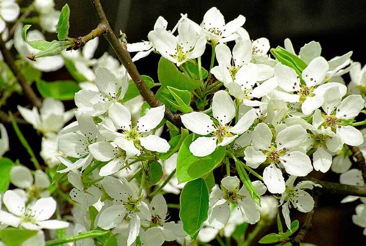 Chinese Pear, (Ussurian Pear), Pyrus ussuriensis, Tree Seeds (Fast, Edible)