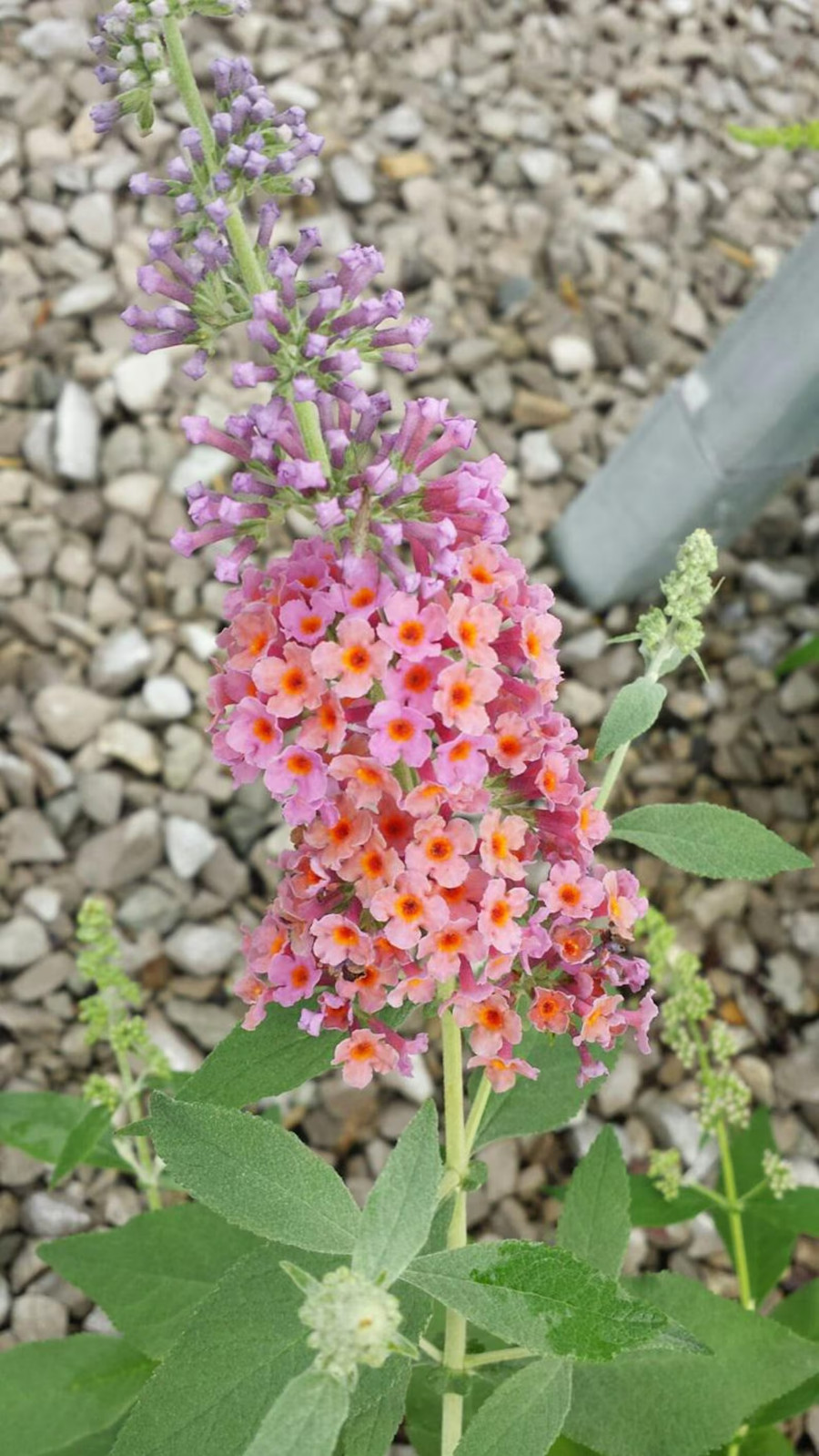 BICOLOR BUTTERFLY BUSH HARDY PERENNIAL PLANT GROWS 6-8 FEET TALL SHOWY BUDDLEIA