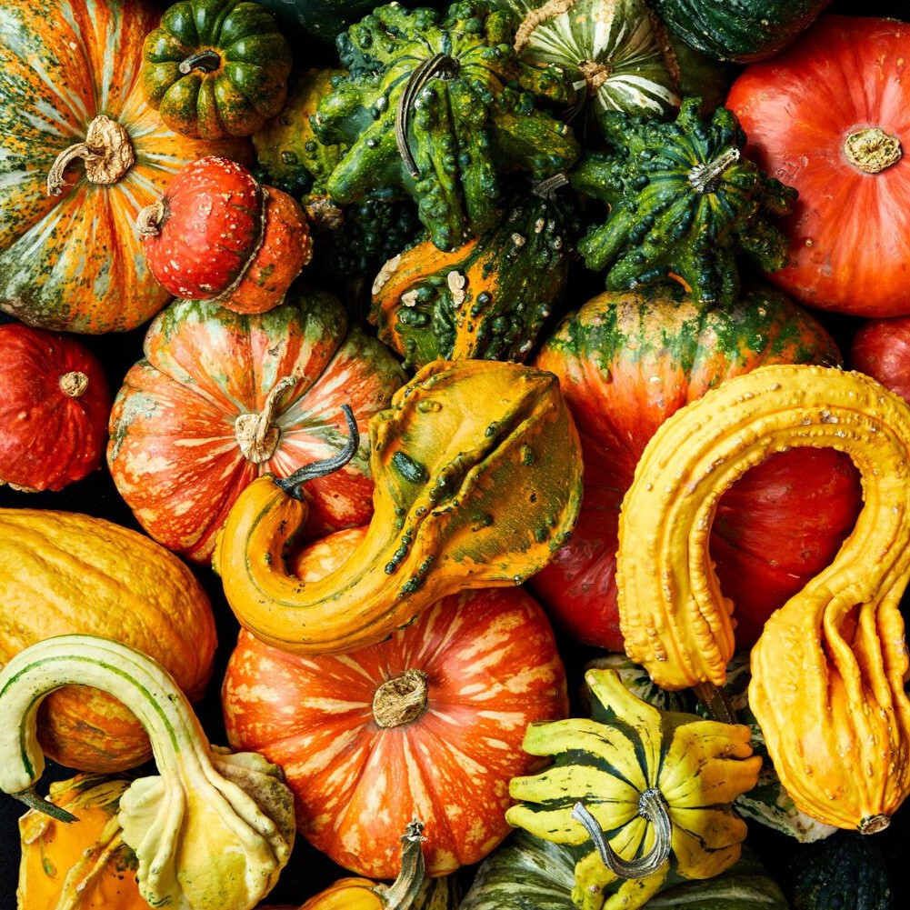 Large Mix Ornamental Gourd Seeds |Decorative Fall Autumn Winter Squash Seed 2025