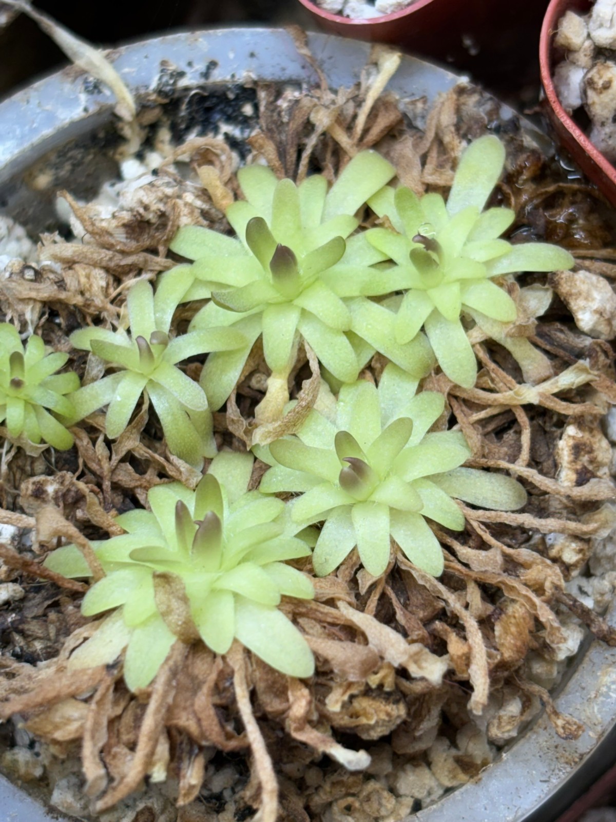 Pinguicula (rotundiflora x gracilis) x moctezumae SG Butterwort, Carnivorous
