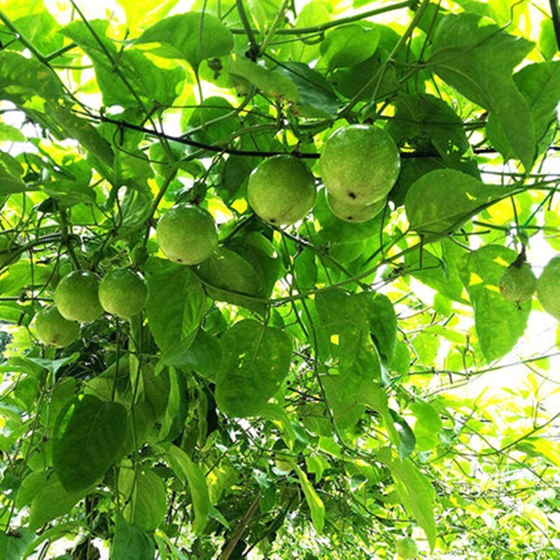 15+ Golden Passion Fruit Seeds Sweet Granadilla Yellow Passion Fruit Seeds USA
