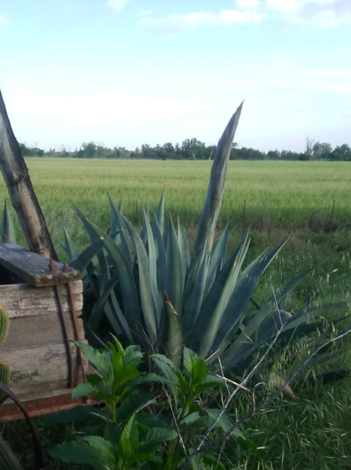 Agave weberi – 50 Bulbils, Ornamental & Spirit Production, Dec 2025