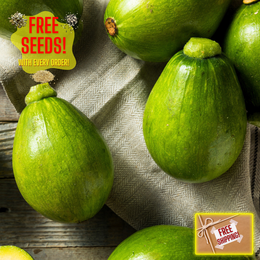 Fresh Korean Teot Bat Put Squash Seeds | Heirloom Non-GMO | Asian Vegetable Seed