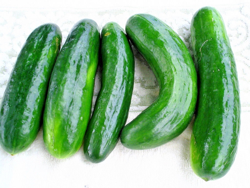31+Muncher CUCUMBER Seeds Organic Summer Vegetable Garden Patio Container Easy