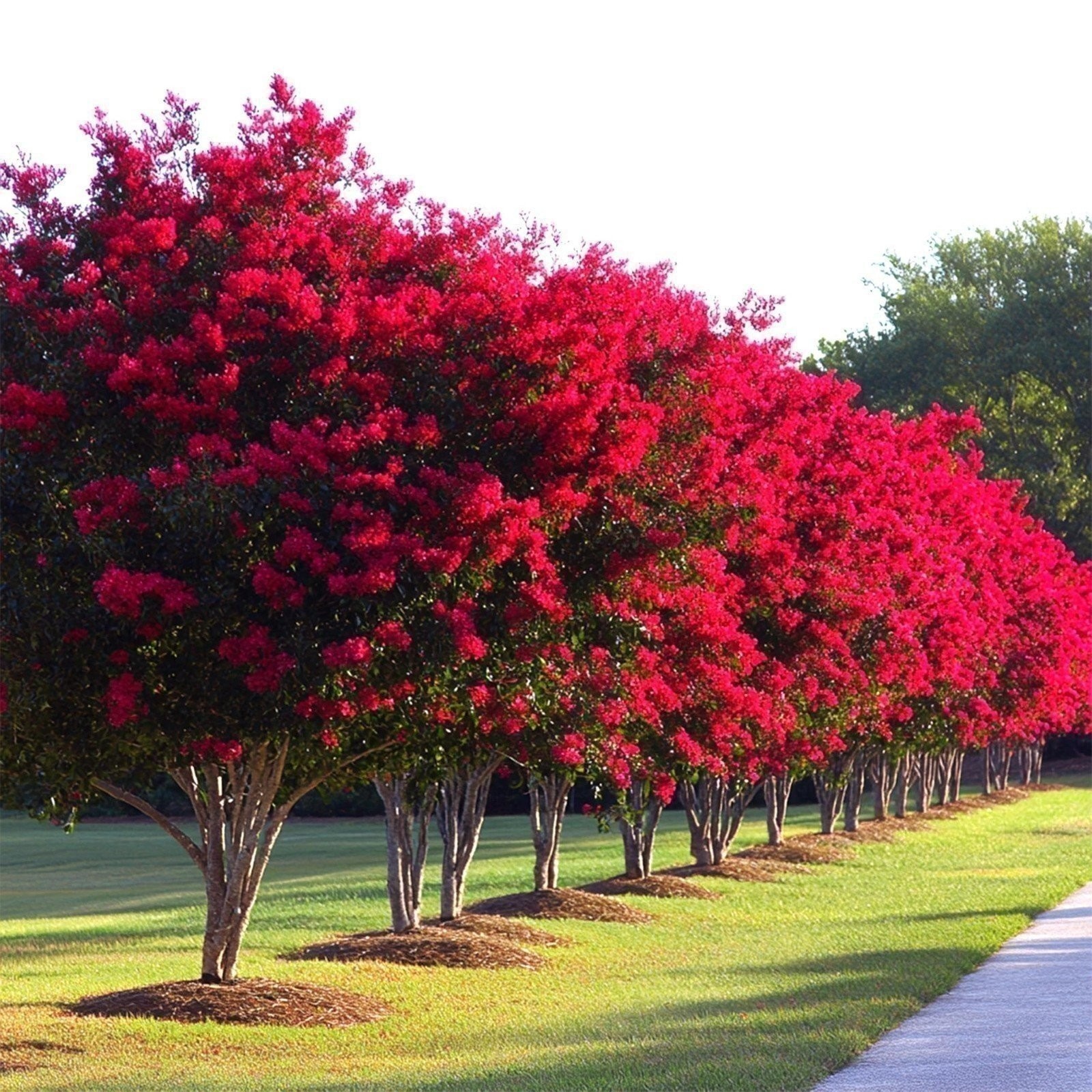 Crape Myrtle Red Rocket | Extra Large 3 Gallon Plants | Vivid Scarlet Blooms,…