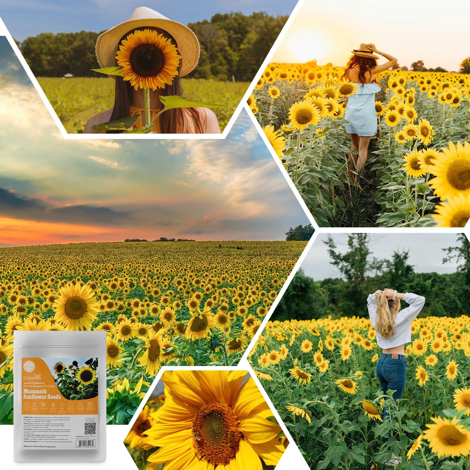 Groundio Mammoth Sunflower Seeds to Plant, 1 300+ Seeds, Orange
