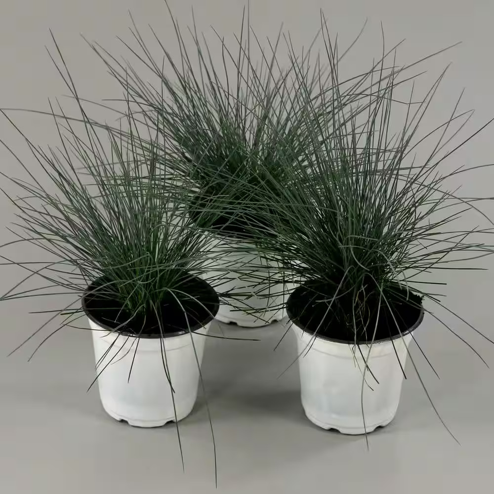 4 In. Elijah Blue Fescue Grass Plant (3-Pack)