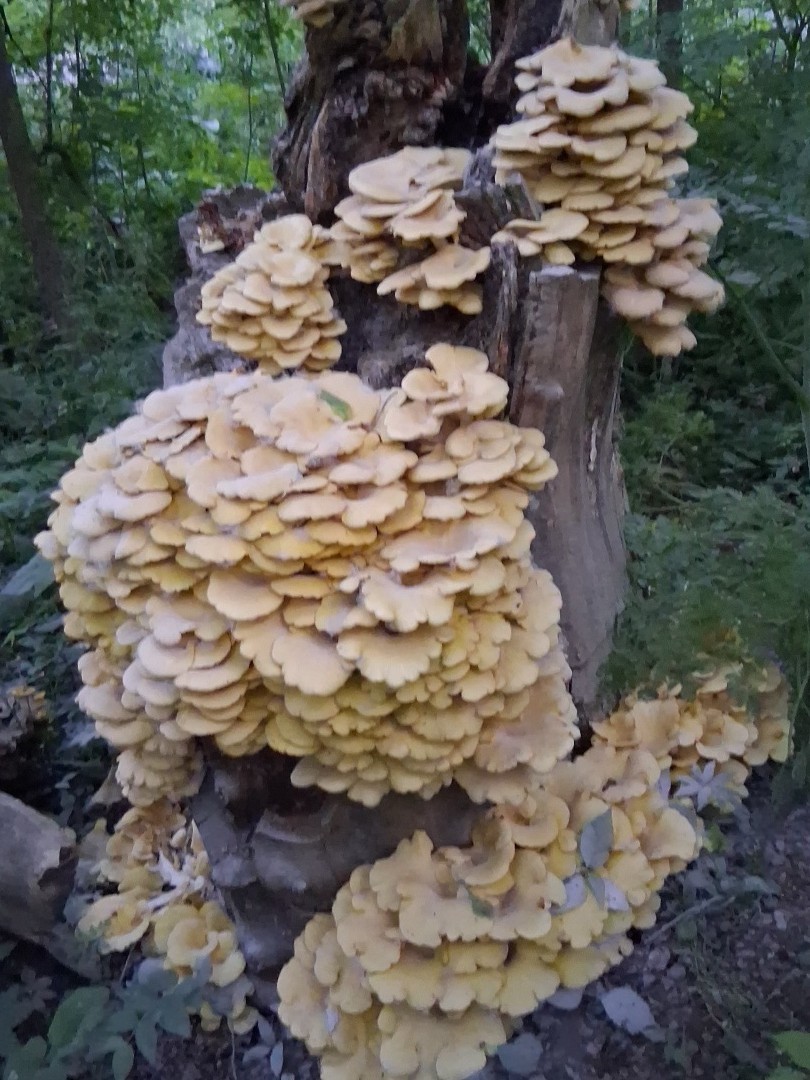 Oyster Mushroom Cluster Growing on Tree Stump, Beige Brown Mushroom