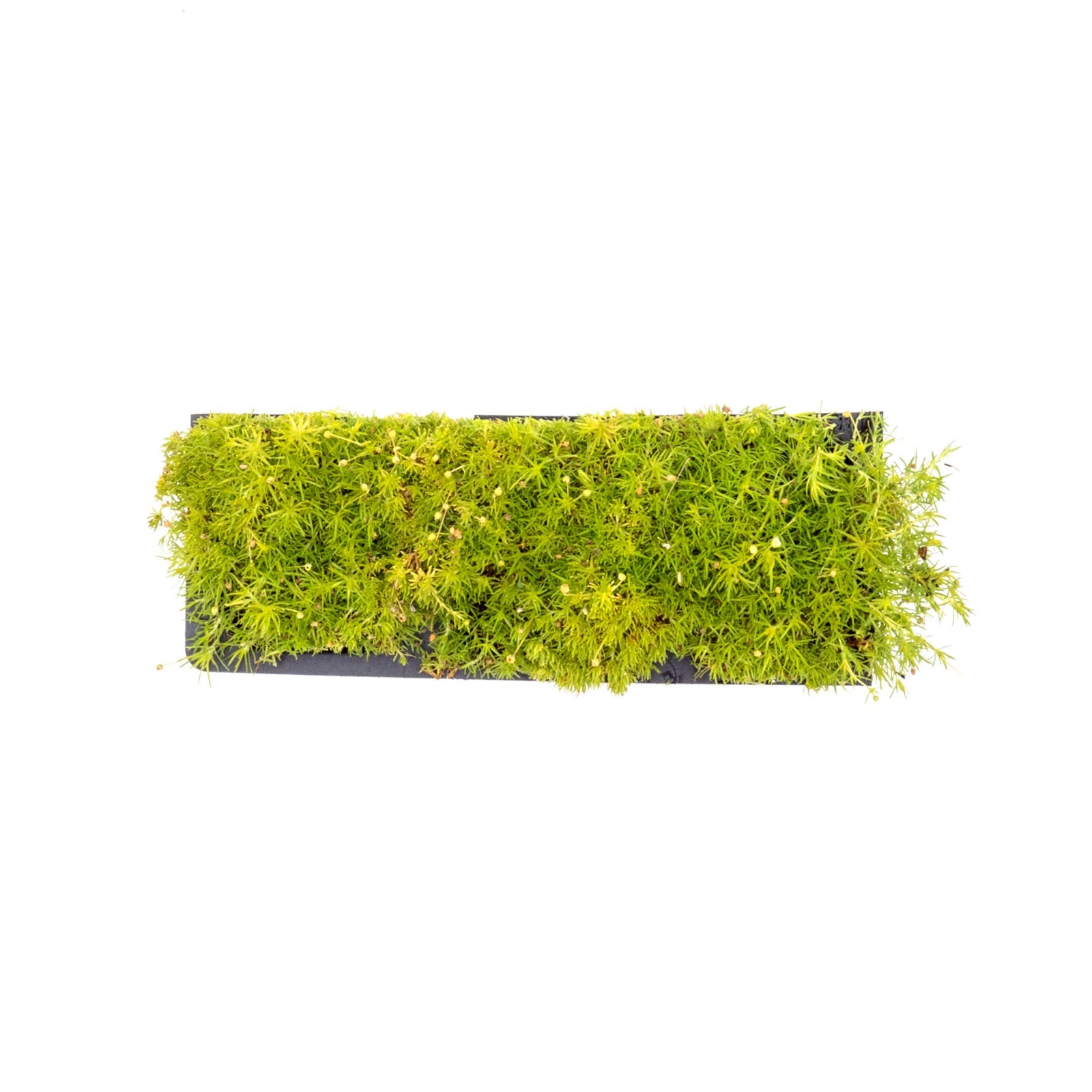 Scottish Moss (Sagina subulata ‘Aurea’) in 2.5” Nursery Cubes, Live Groundcover