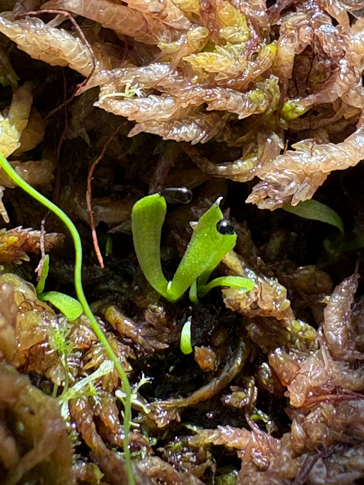 Venus Flytrap Seeds – Carnivorous Plant 15 Seeds