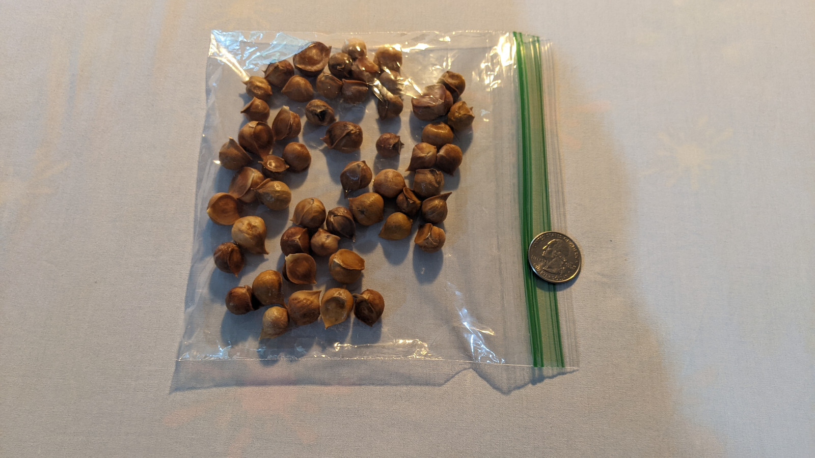Elephant Garlic SEEDS: 50 BULBILS (Corms, Korms, Bulblets)