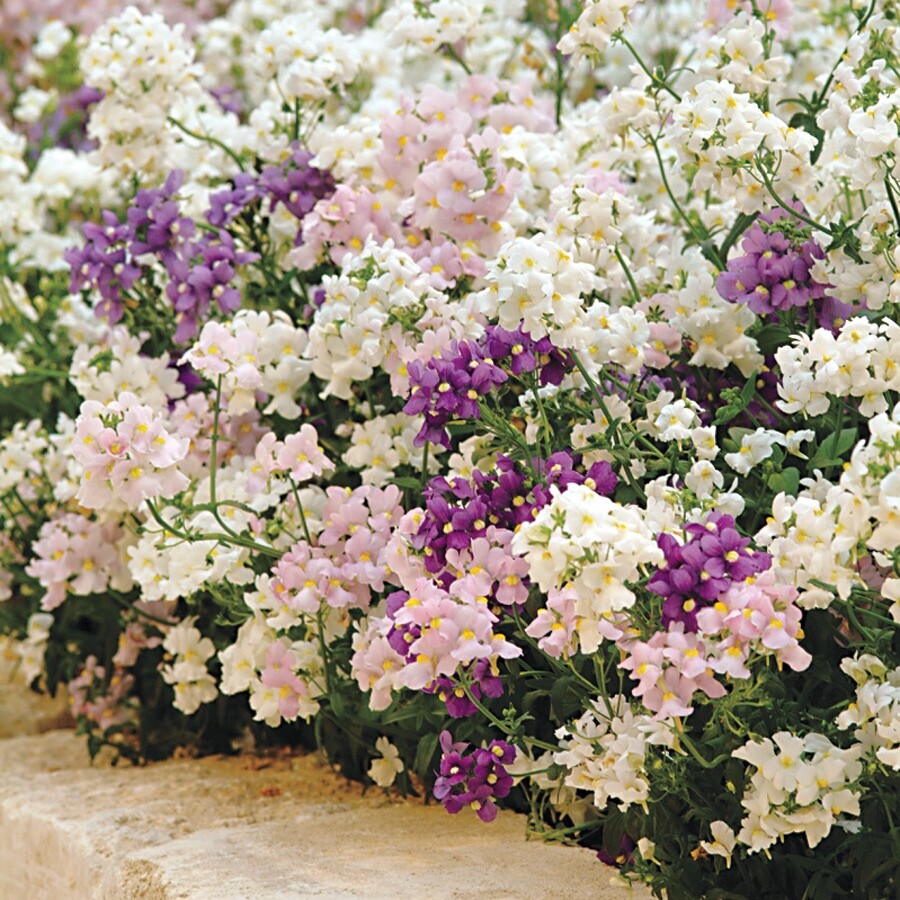 Perennial Cape Snapdragon 200 fresh seeds pastel colors