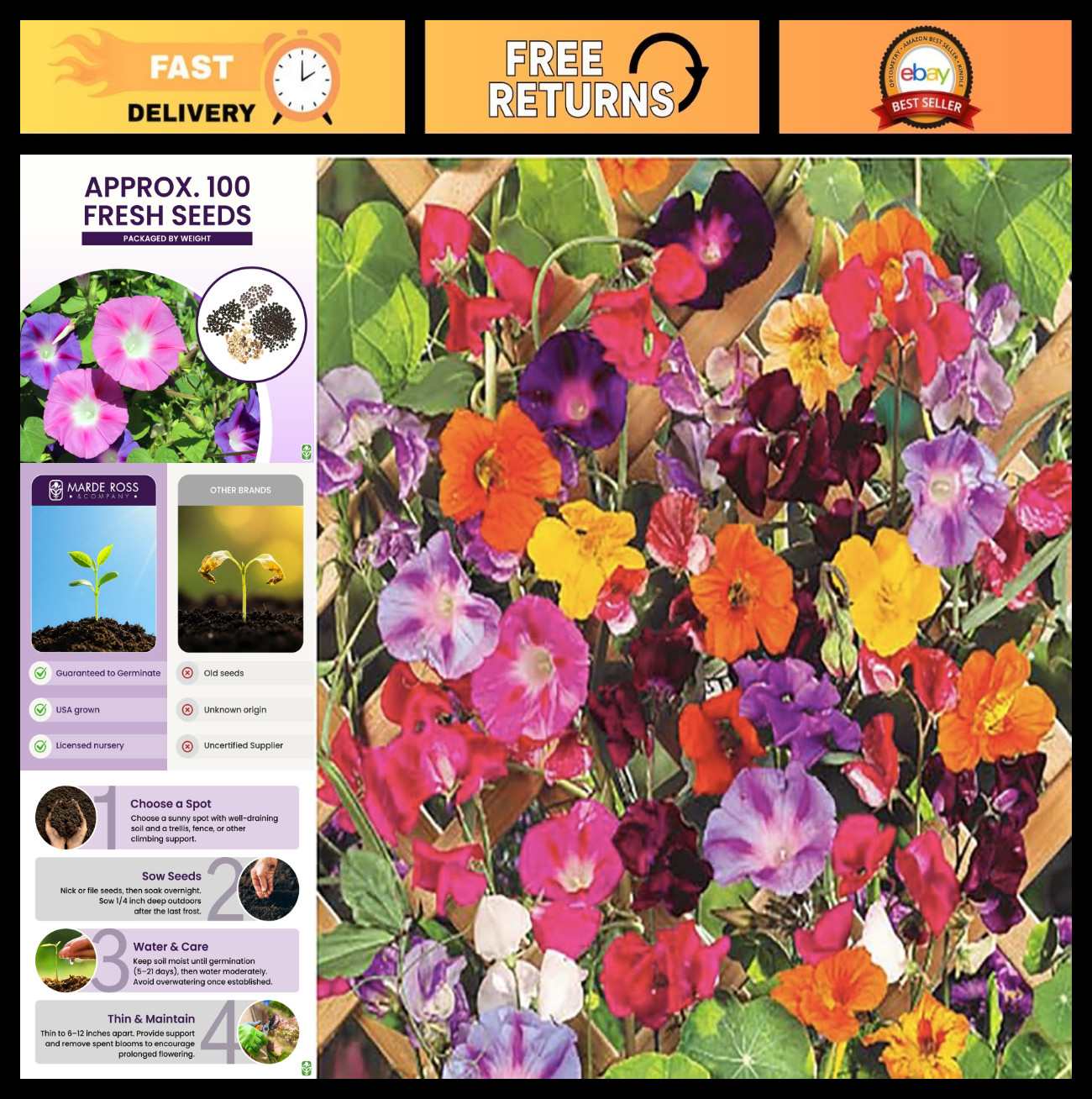Colorful Climbing Vine Seeds Mix | Morning Blooming, Nasturtium, Black Eyed Susa